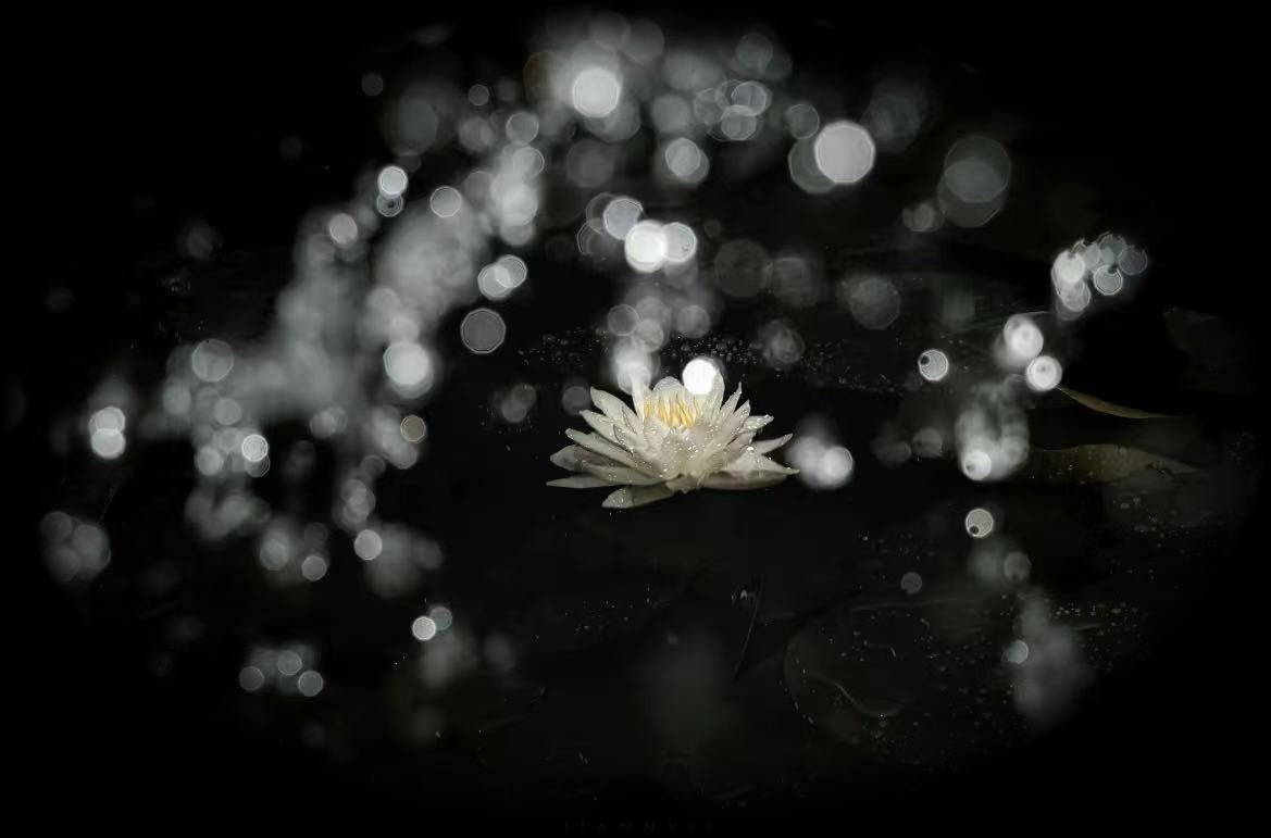 A white lotus in full bloom against a black background