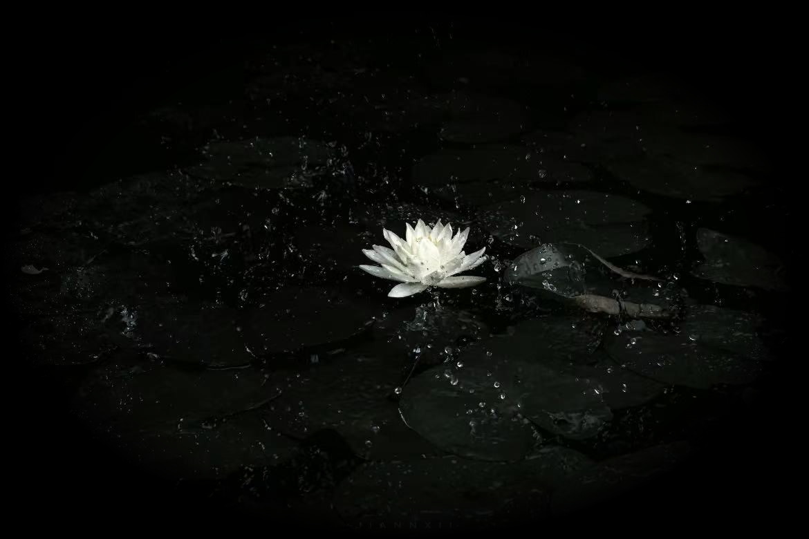 Lotus petals lit from one side in the dark
